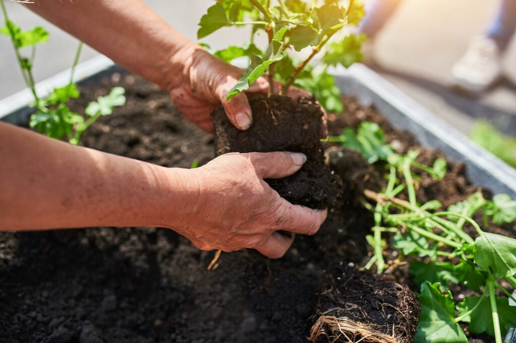 volunteers plant young plants in a flowerbed in the city